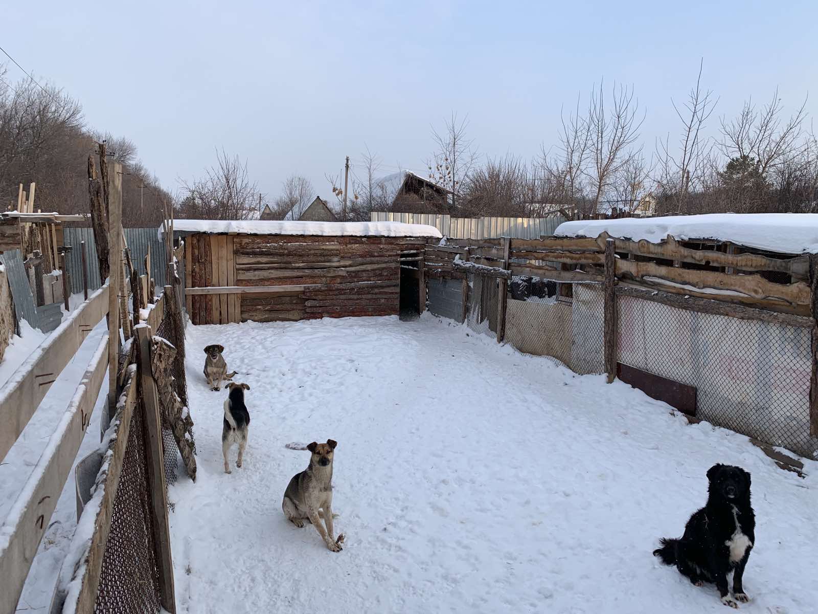 «Железное плечо» и доброе сердце