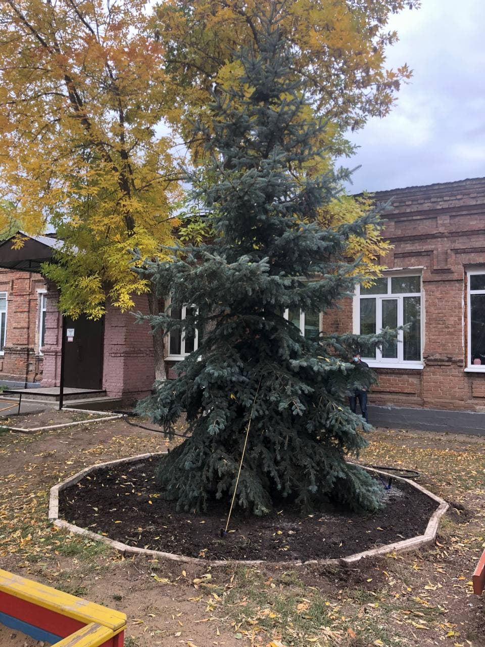 Ель для школы в Оренбурге.jpg