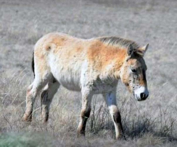 Томирис.jpg